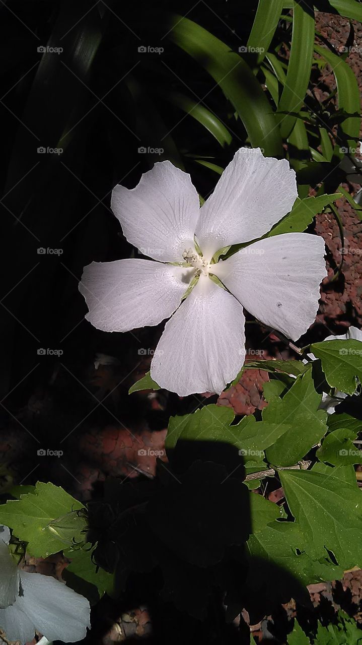 White satin. Out walking getting some exercise