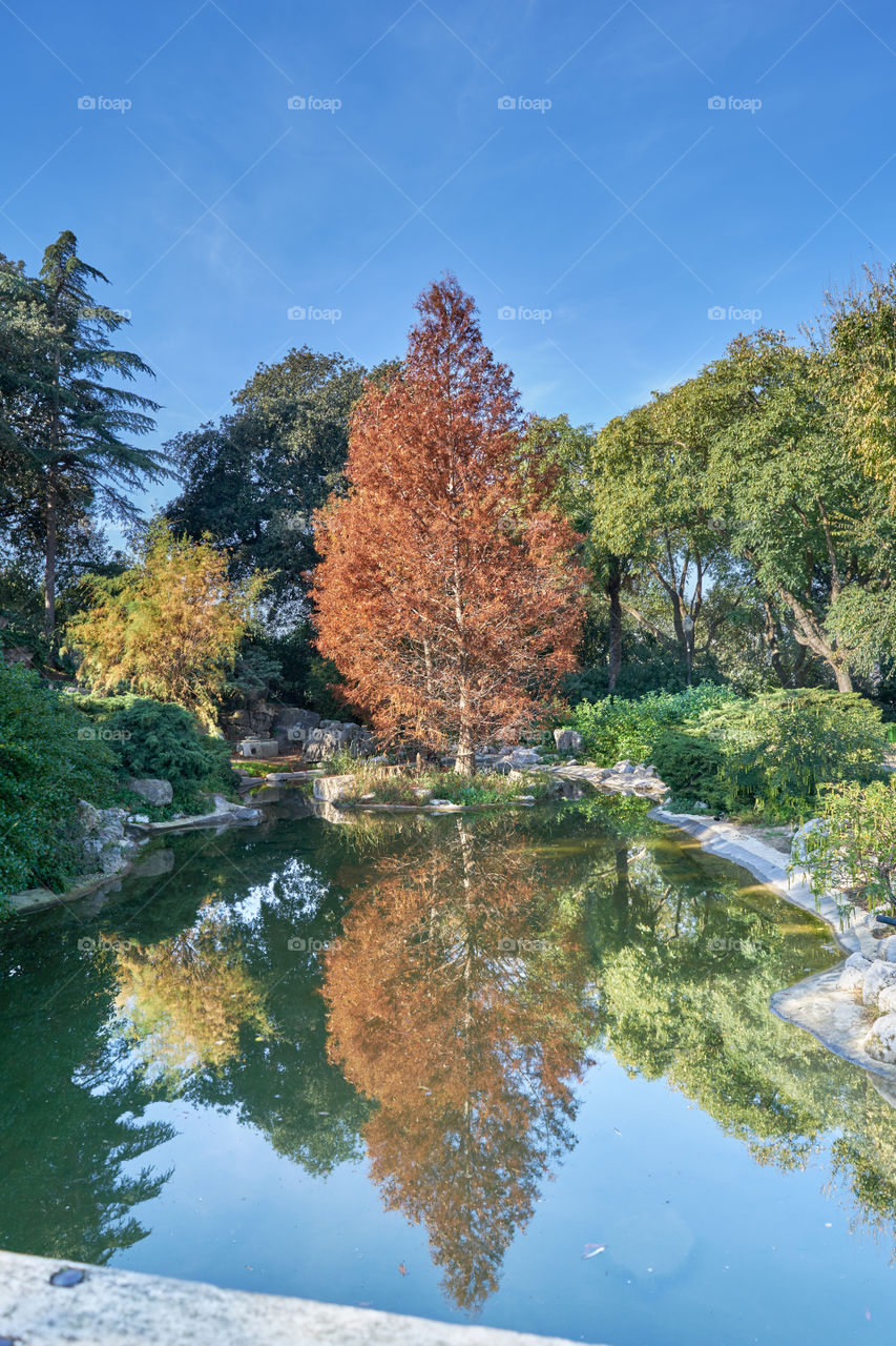 Reflection of autumn trees in pond