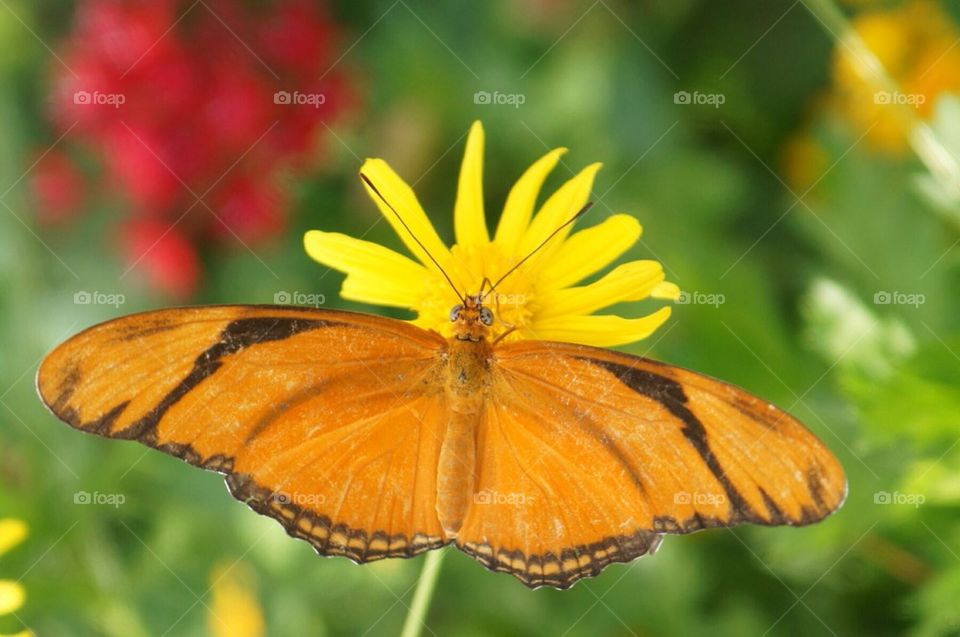 Julia butterfly on a yellow flower