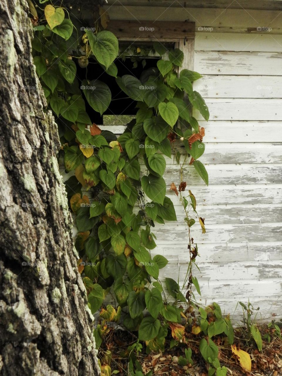 Fall autumn season with pealed white paint on old little abandon tiny house with bark and trunk from a live oak tree and a climbing Dioscorea bulbifera L., also called Air-potato plant with green, yellow, orange and red brown leaves.