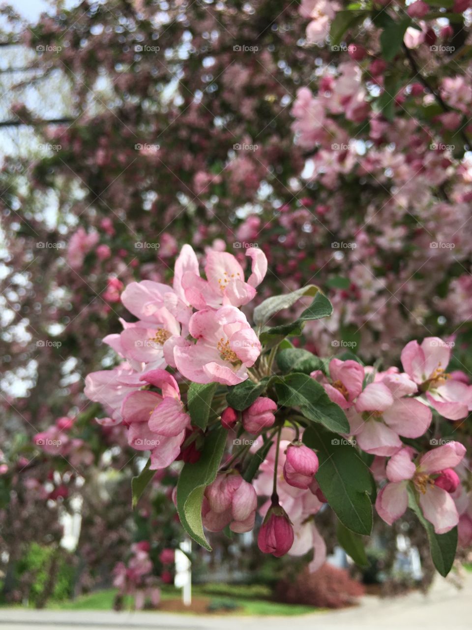 Blossoms in CT in early May