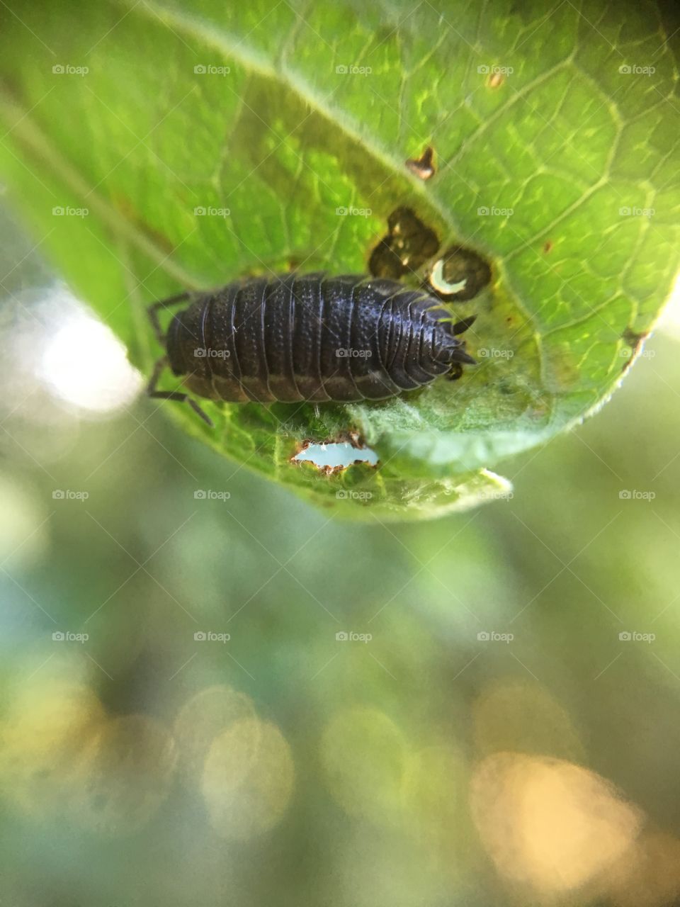 Pillbug closeup