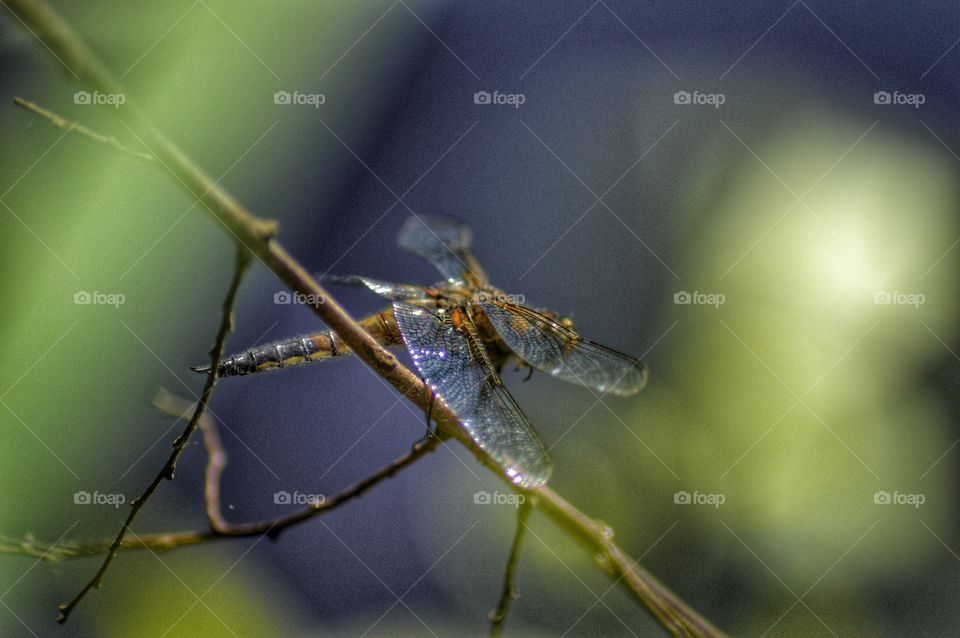 Dragonfly 