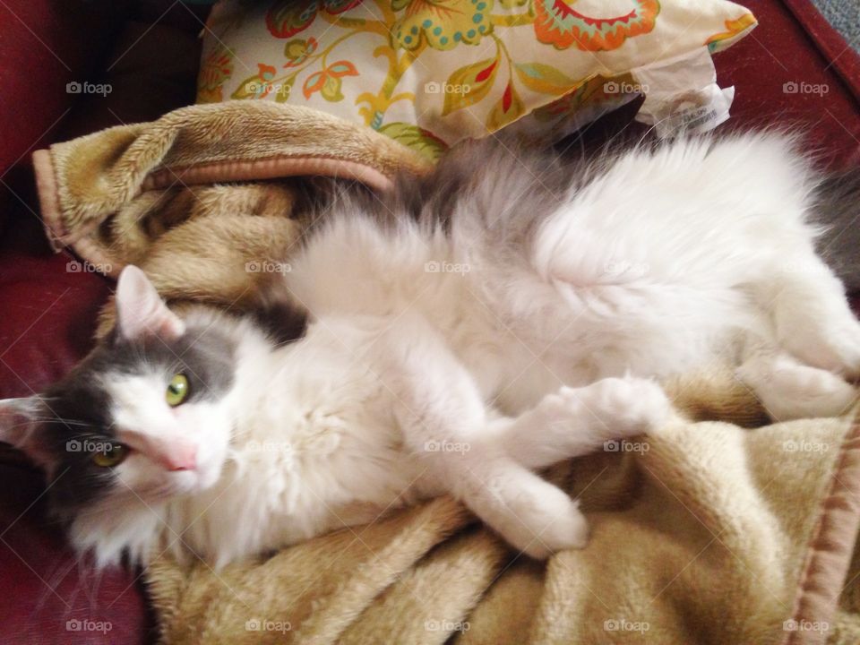 Green eyes, sleepy, relaxed, kitty cat on a blanket. 