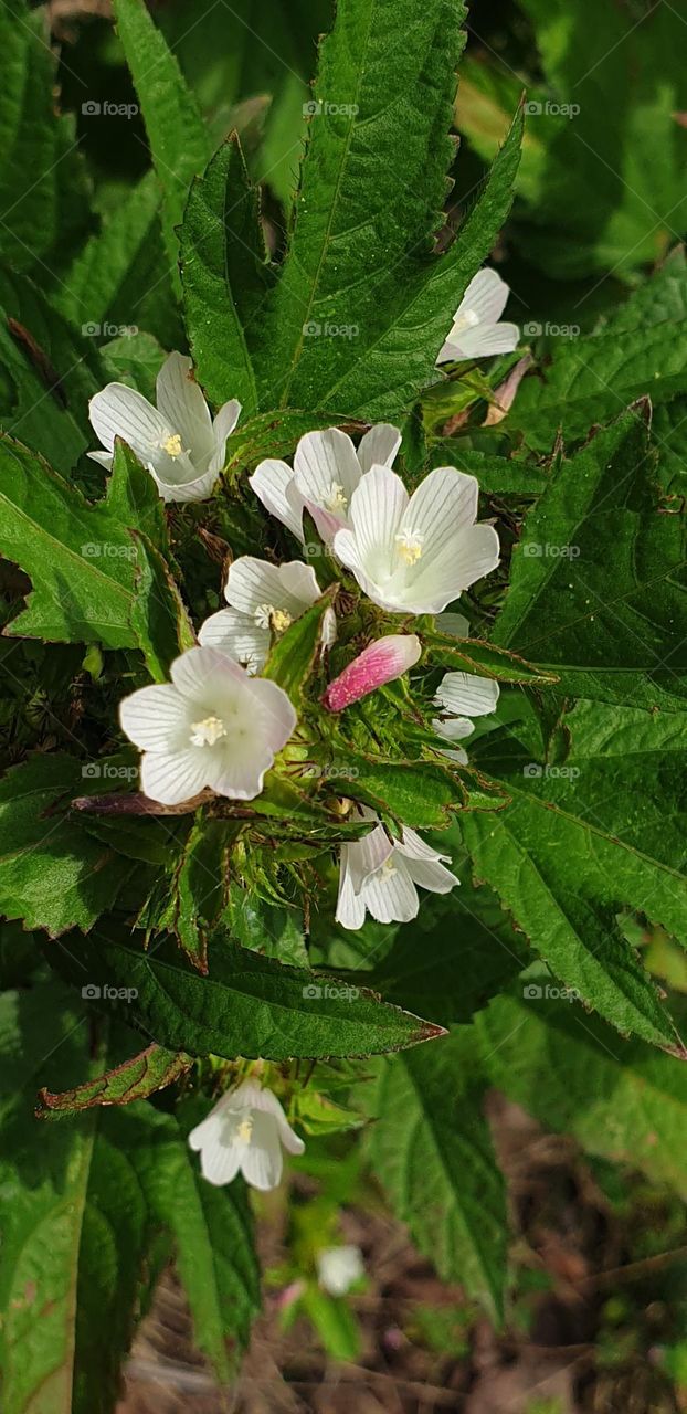 beautiful bouquet of wild flowers, purity, beauty and perfection.