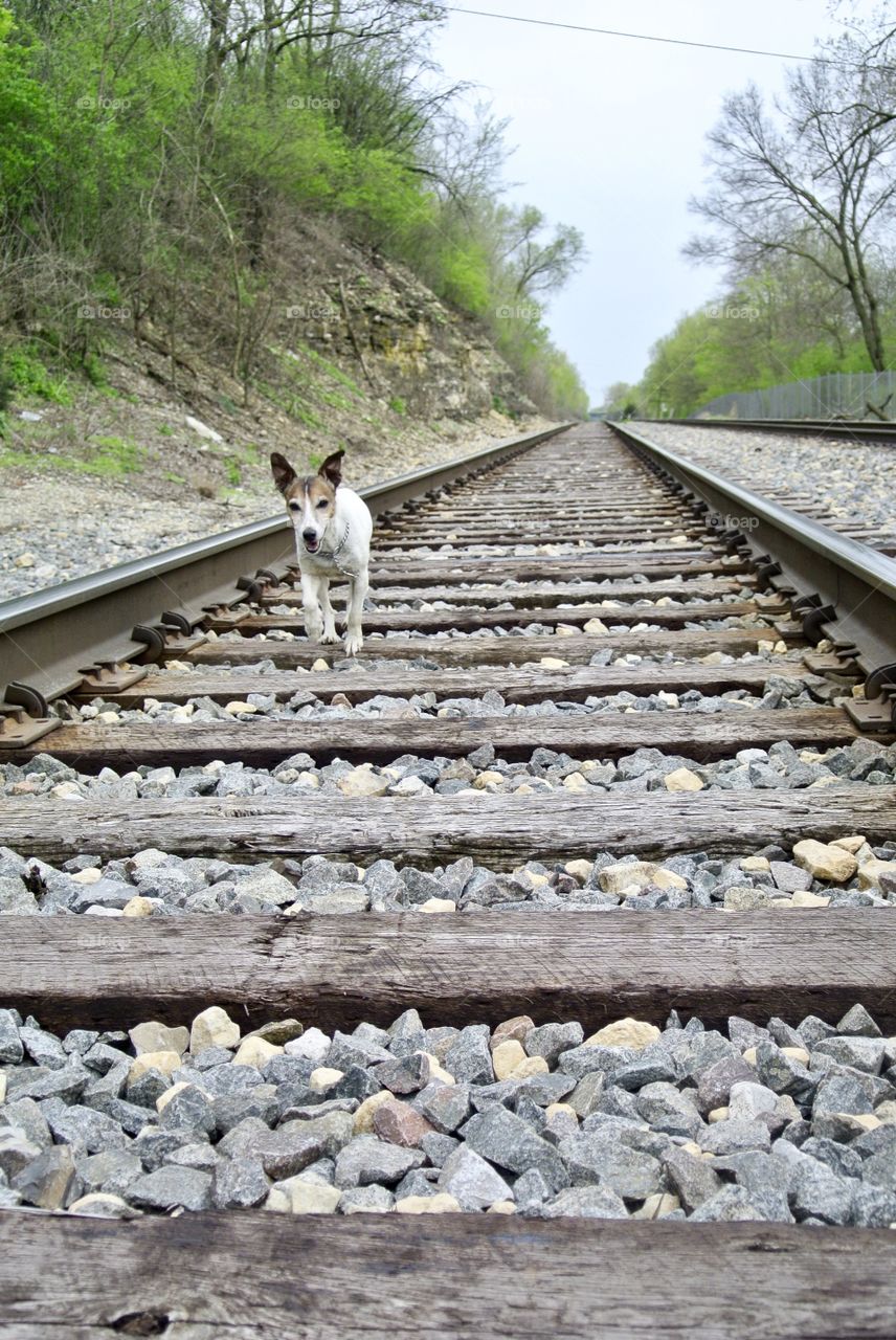 Dog on a train track 
