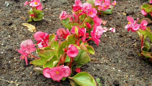 The flower