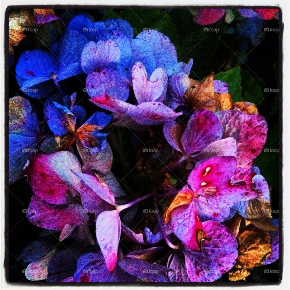 Hydrangea - end of Summer