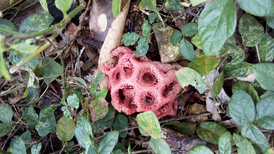 Clathrus Rubber - a species of fungus and a hidden object 'caterpillar'