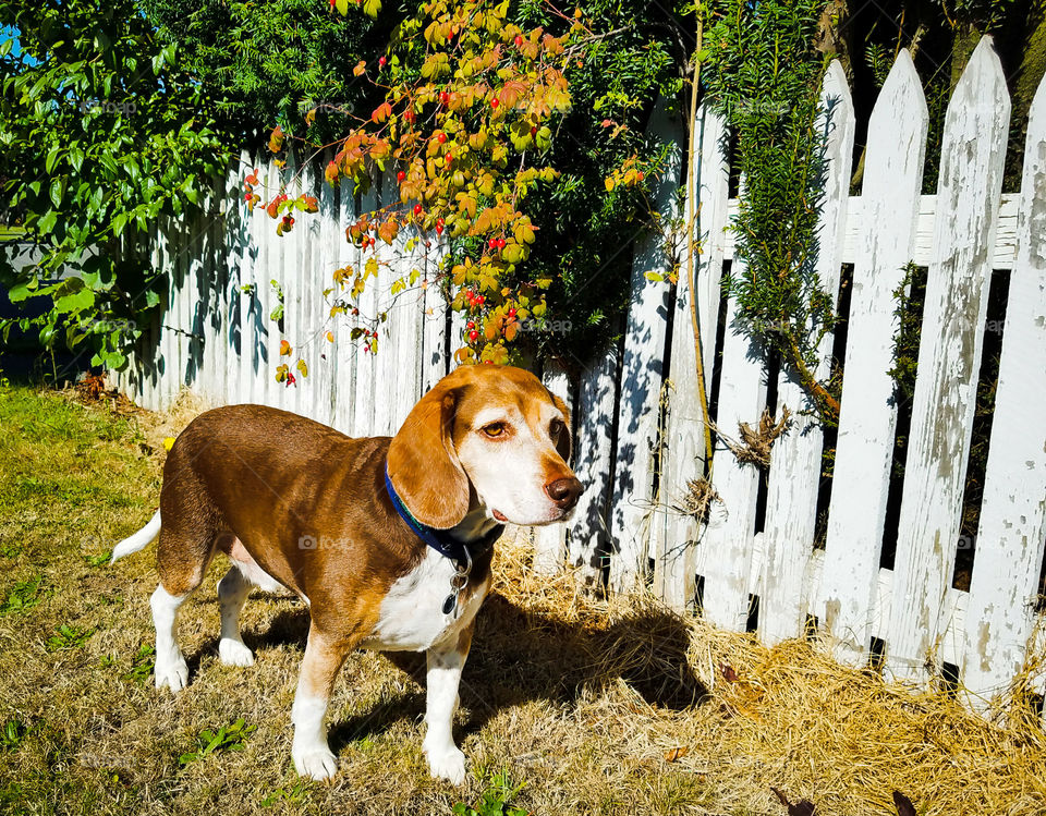 This handsome beagle is ready for a walk to the park