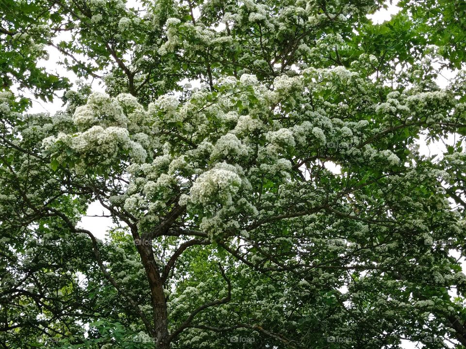 A flowering tree in the forest.