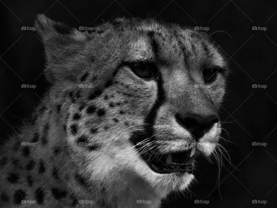 Black and white cheetah