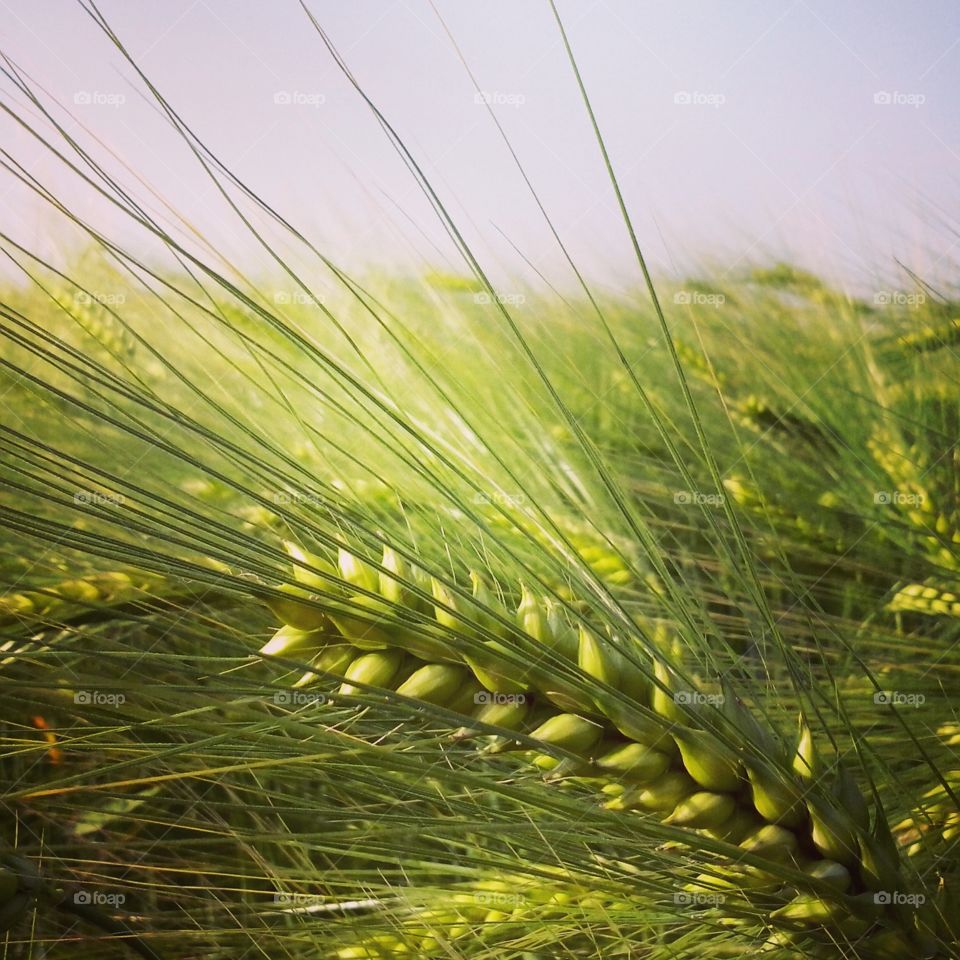 wheat meadow