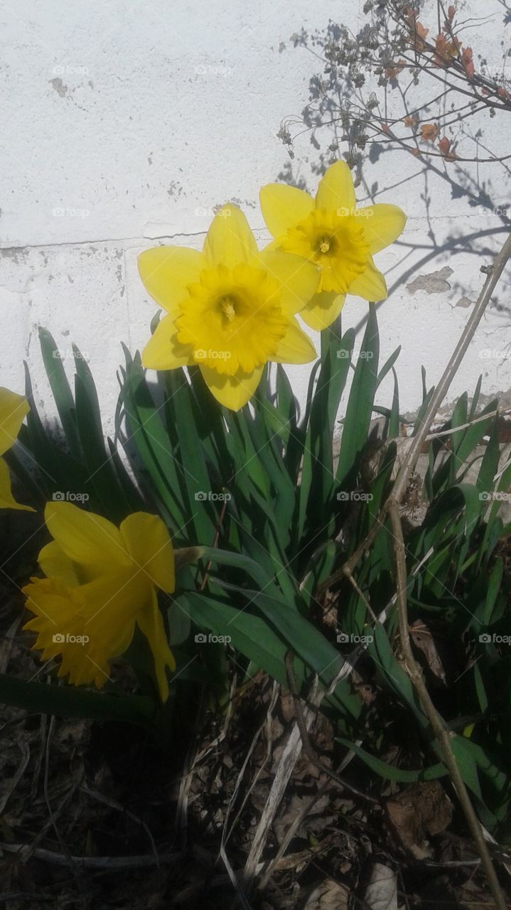 signs of spring 
