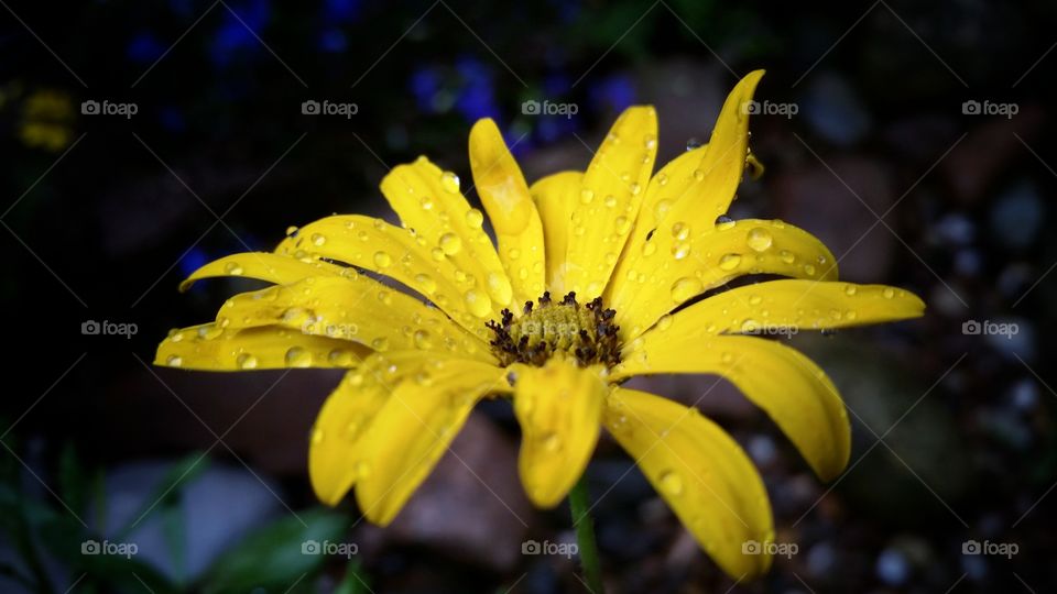 Close up of wet flower