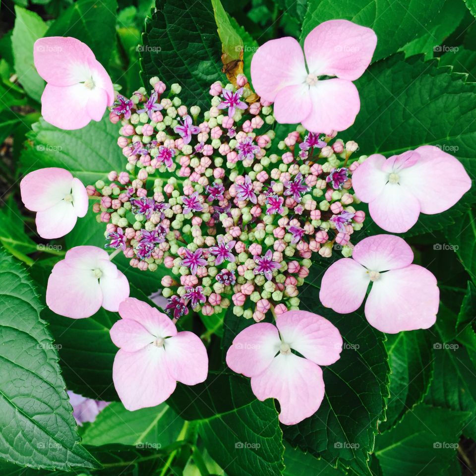 Hydrangea