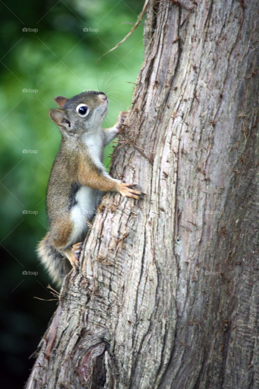 Curious cute squirrel