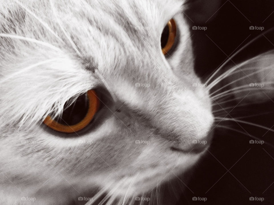 cat eyes look see by formalhaut