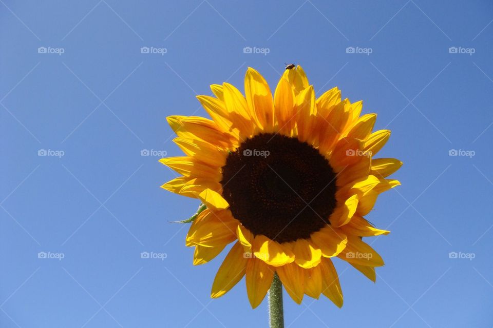 Sunflower and Bug