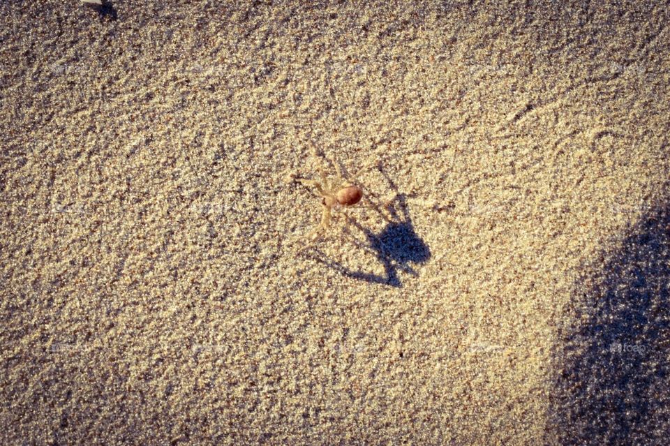 Spider on the beach 
