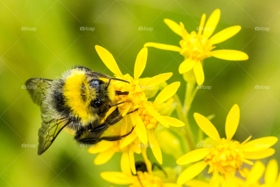 macro photo of a bumblebee on some yellow flower in the meadow
