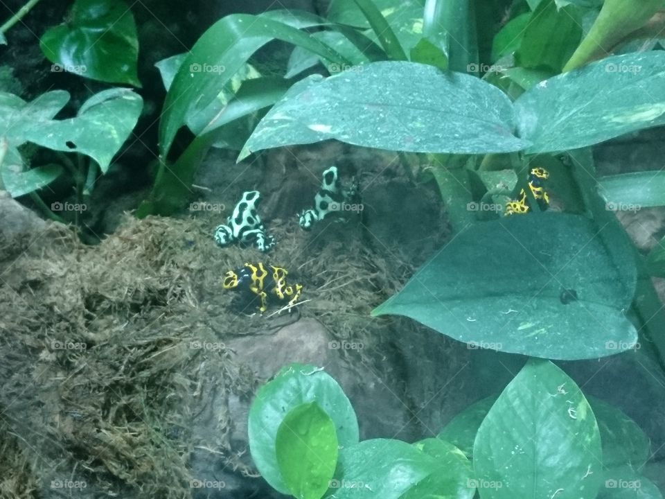 Poisonous Tree Frogs at the Zoo