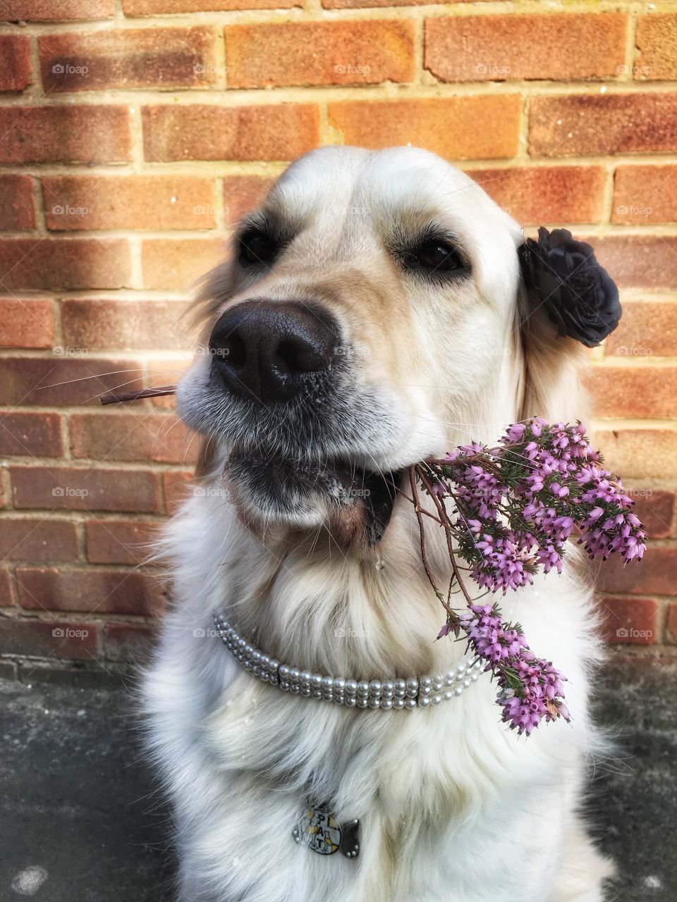 Dog, Animal, Pet, Domestic, Canine