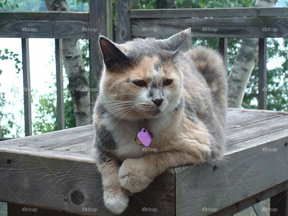 Just chilling out on bench