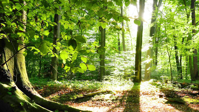 floresta