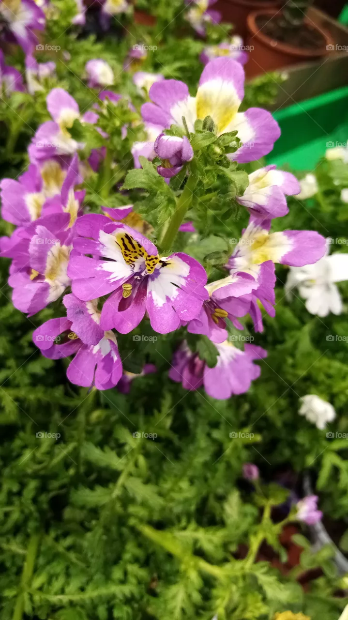 Blumen Deutschland