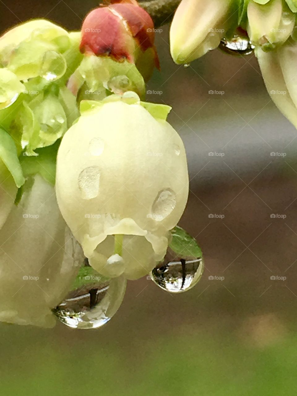 Blueberry blooms reflecting the spring rains-