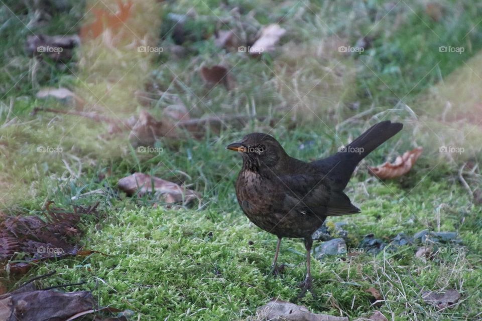 A blackbird sits on a green meadow in winter and looks for food