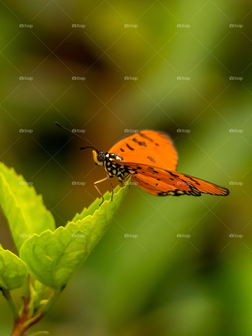 Beautiful Butterfly