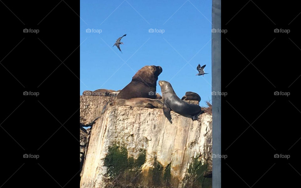 leones marinos recorrido en lancha en Concepción (Chile) donde se puede apreciar el habitad de estos animales.