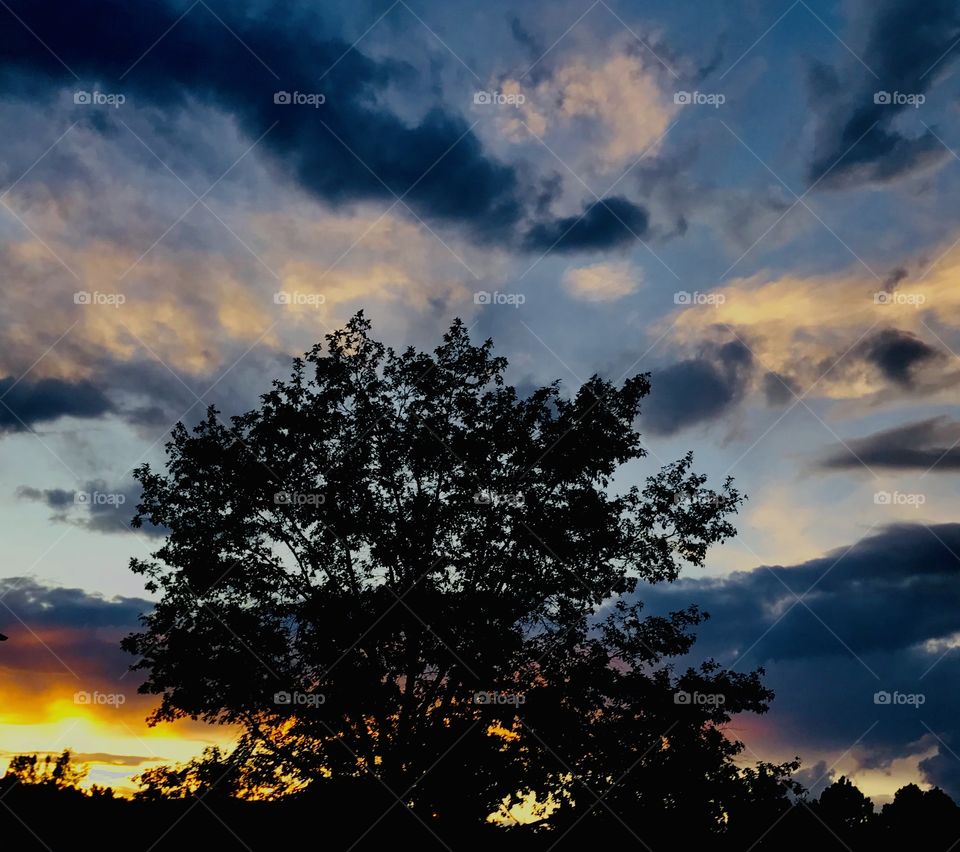 Tree outside my house at sunset in Colorado Springs, Colorado