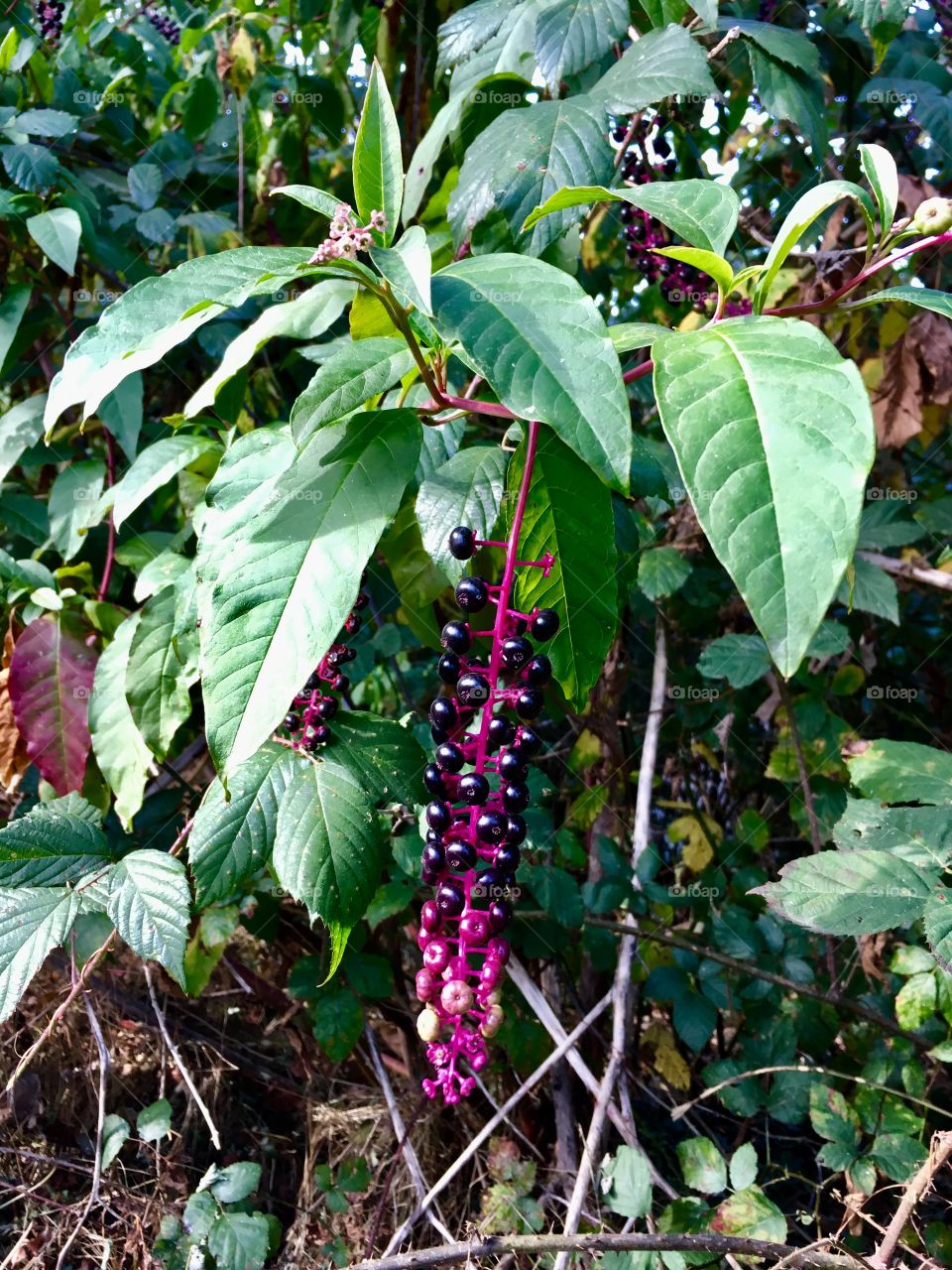 A phytolacca plant at the edge of the forest