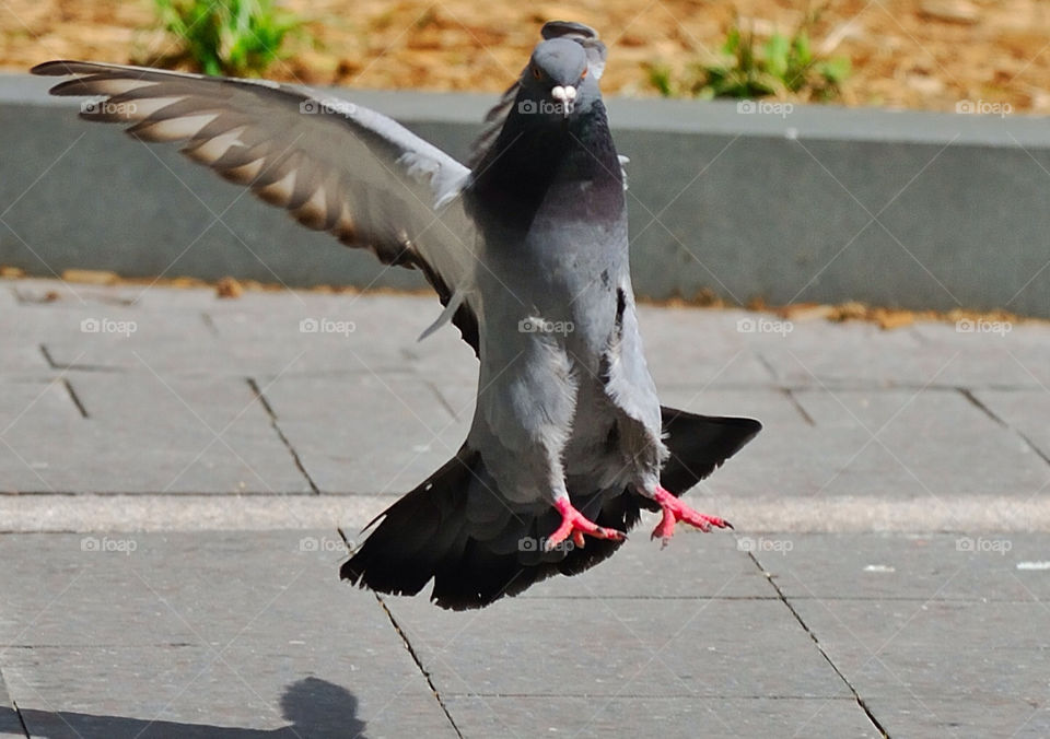 flight wings landing pigeon by delvec