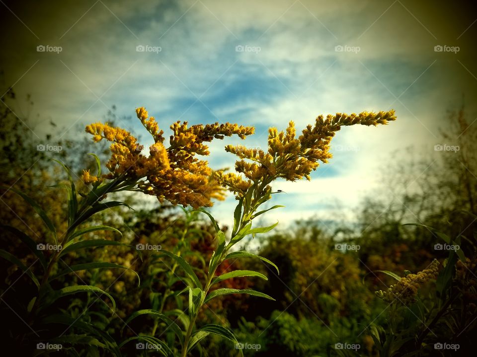 Flowers in Fall season