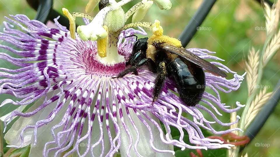 purple passion flower