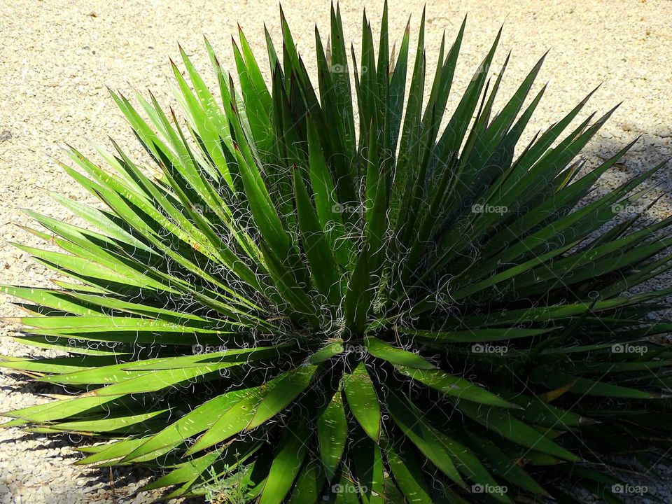 Threads in the plants