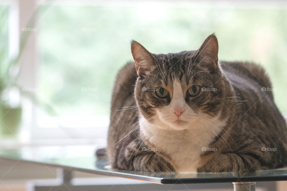 Fat grey cat with stripes on a glass table