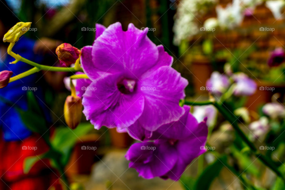 The Orchiderium Park Vagamon Kerala India