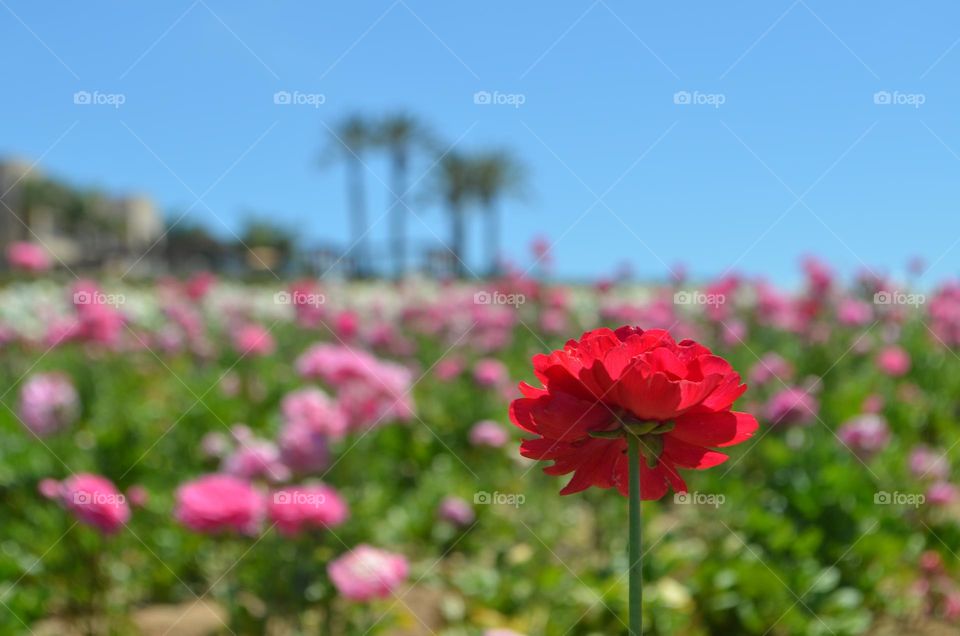 Beautiful ranunculus among colorful flower fields in Carlsbad, CA
