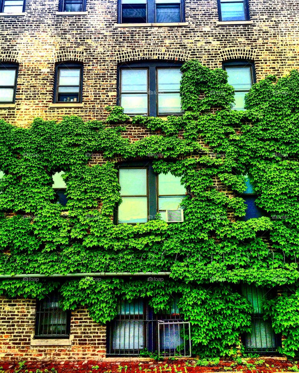 Chicago Ivy