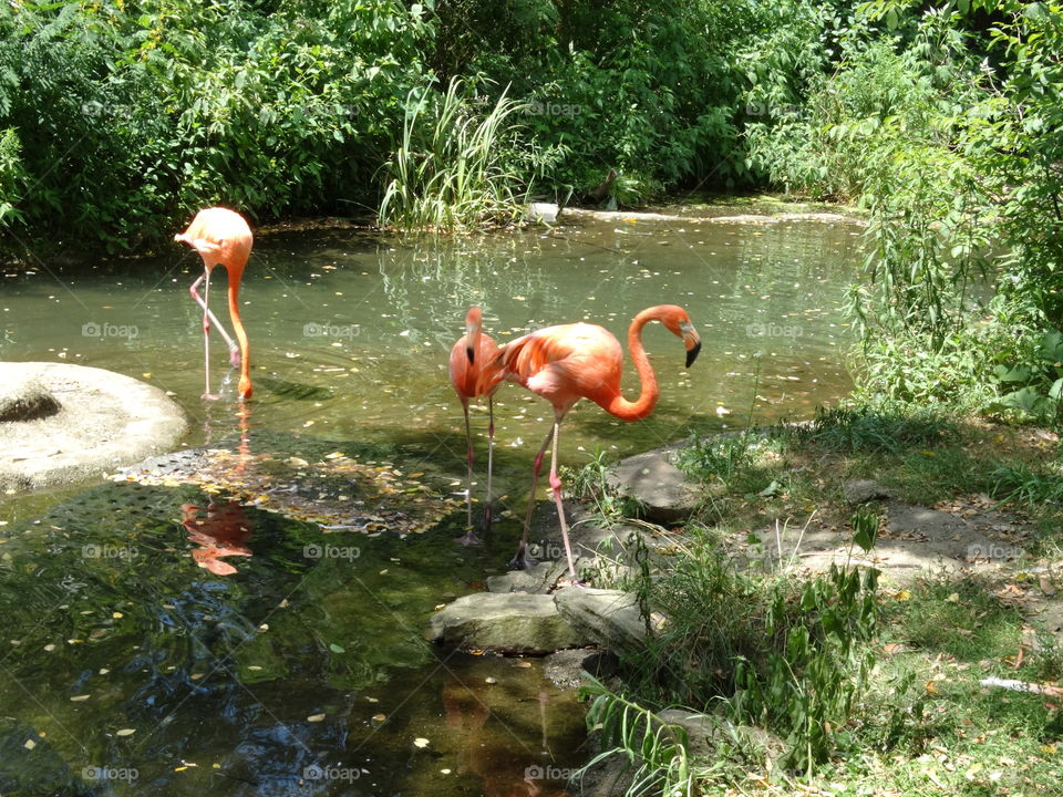 Three flamingos