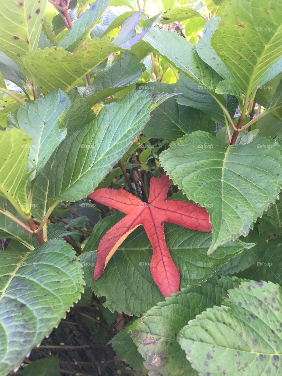 Folha estrela