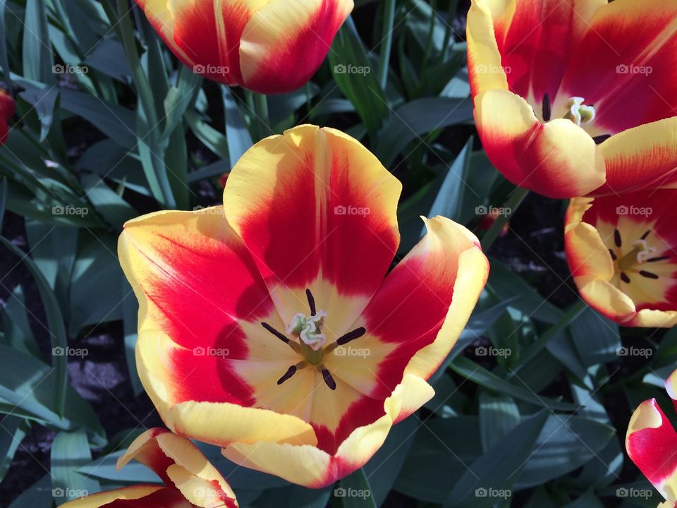 Tulip 2. Tulips 