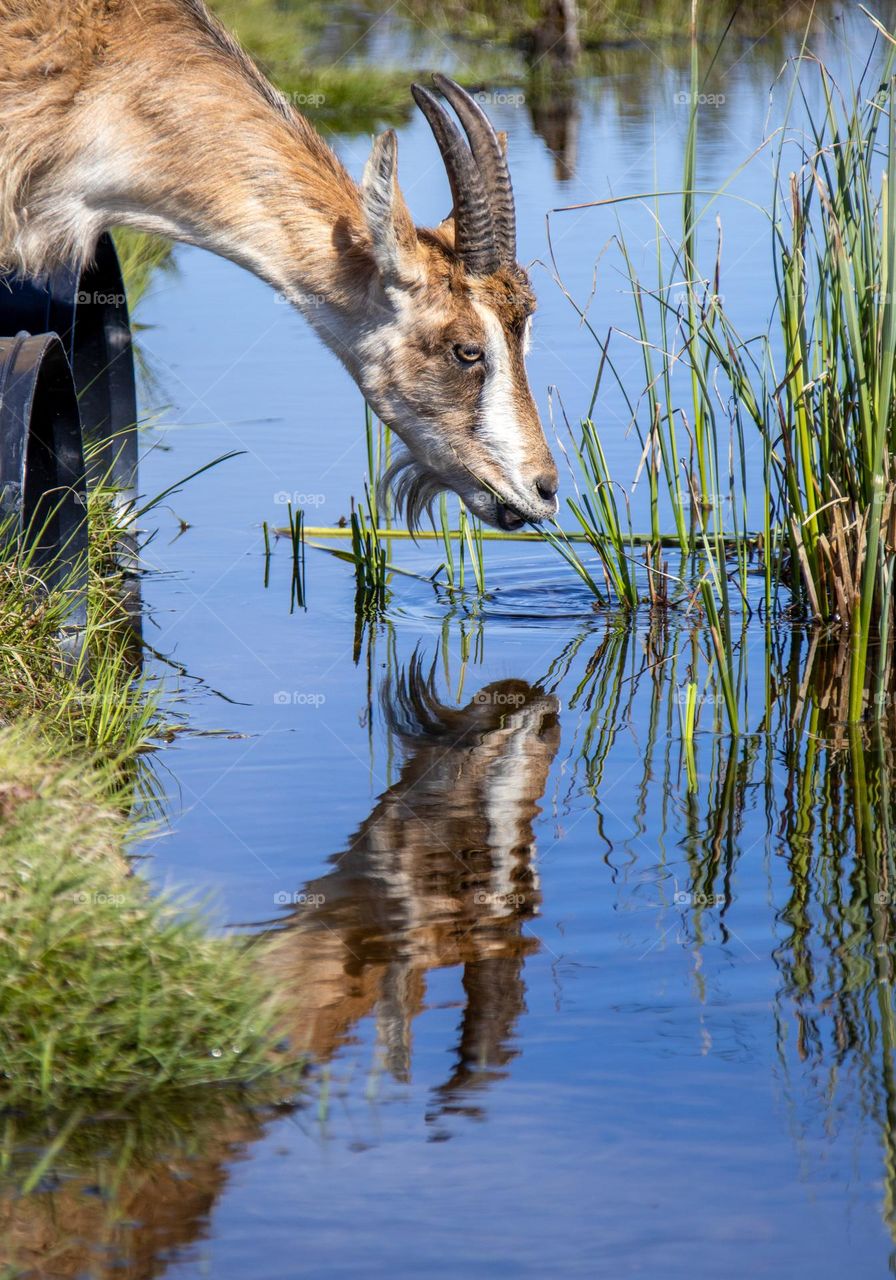 Water ,water, mirror, mirror .
Who is the most beauty here ?
you are the goat ,you look so pretty .
the most beautiful goat in the lake .