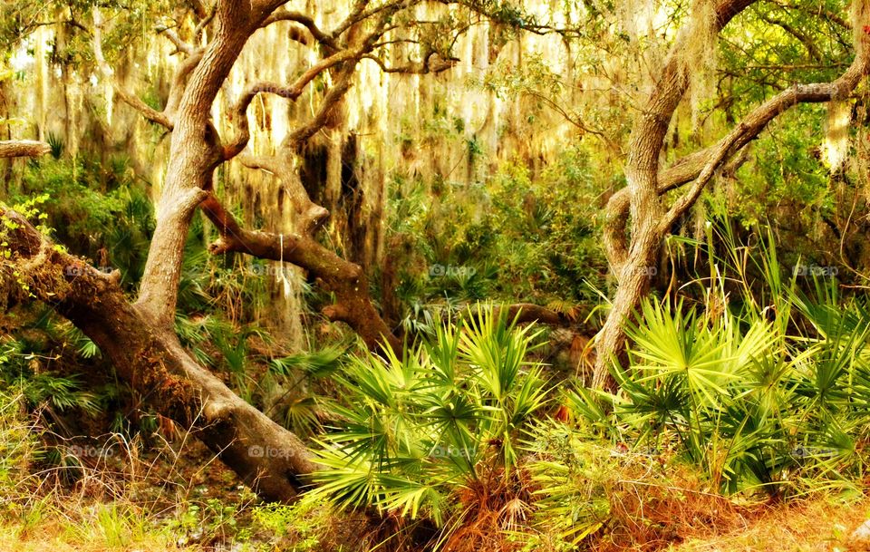 Spanish moss growing on trees