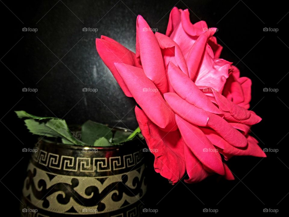 red rose on black background